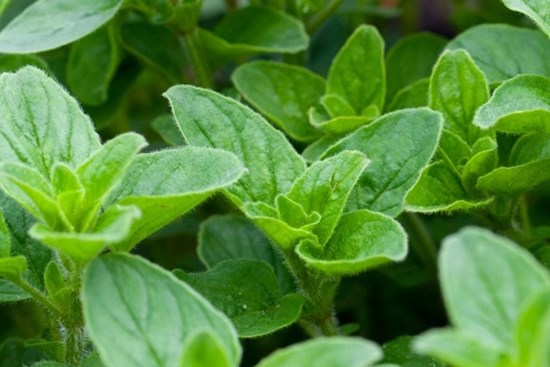 Lá kinh giới cay mang lại hiệu quả từ chống ung thư đến điều trị bệnh tiểu đường