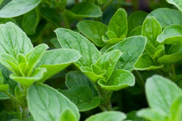 Lá kinh giới cay mang lại hiệu quả từ chống ung thư đến điều trị bệnh tiểu đường-1