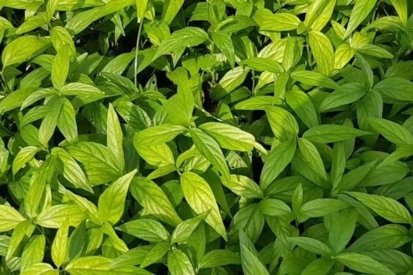 4 bộ phận trên cơ thể chuyển màu đen sạm cảnh báo tế bào ung thư-3