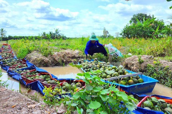 Cam sành rớt giá, nông dân lỗ nặng