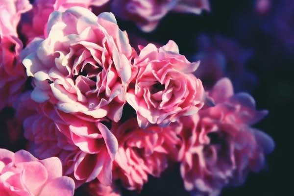 Tử vi ngày 8/12/2023: Tuổi Sửu như diều gặp gió, tuổi Thìn mưu sự dễ thành-4