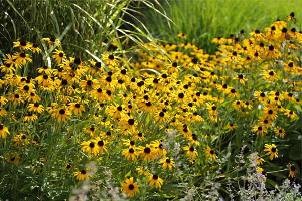 Chuyên gia nhắc nhở: 4 con giáp phạm Thái Tuế năm 2024 nhớ 4 điều hóa giải vận hạn, biến hung thành cát-3