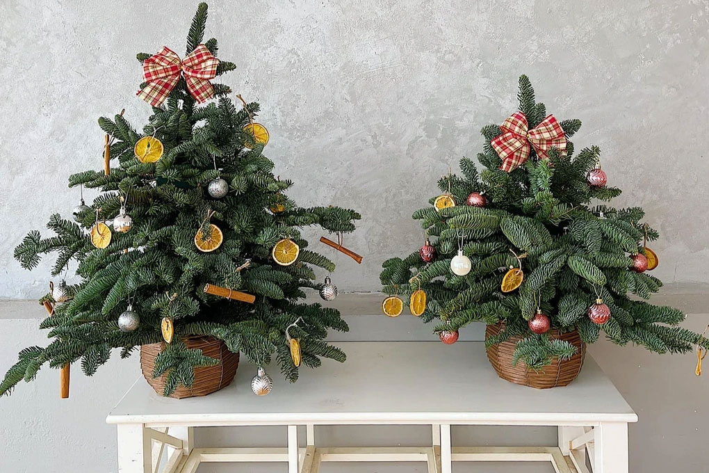 Thông tươi Noel nhập ngoại loạn giá-2