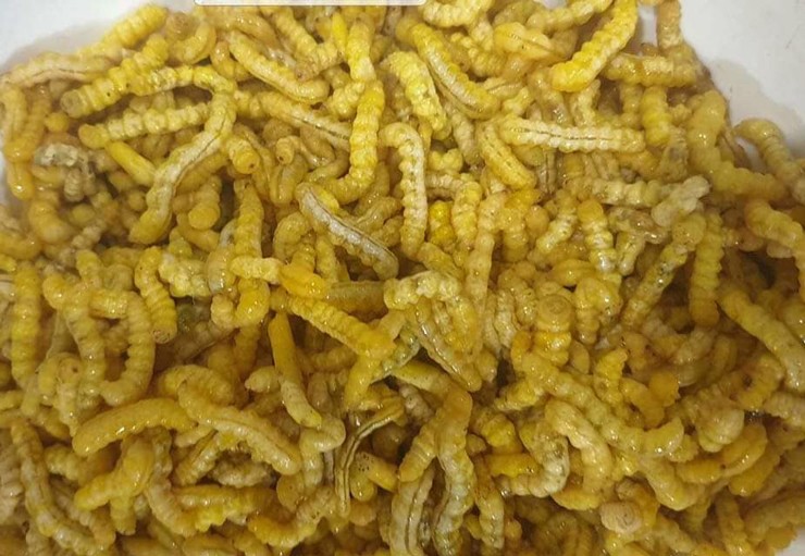 Loại sâu đếm con tính tiền”, dân buôn có ngày bán hàng nghìn con-1