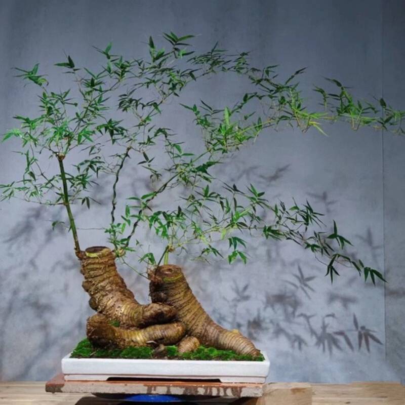 Gốc cây nhặt ngoài đường, mang về nâng đời thành cây cảnh nghệ thuật, vạn người mê-2