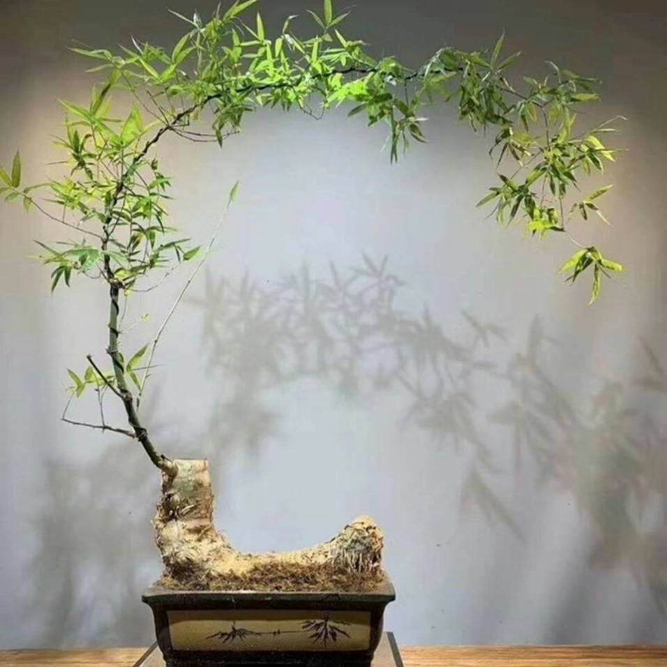 Gốc cây nhặt ngoài đường, mang về nâng đời thành cây cảnh nghệ thuật, vạn người mê-3