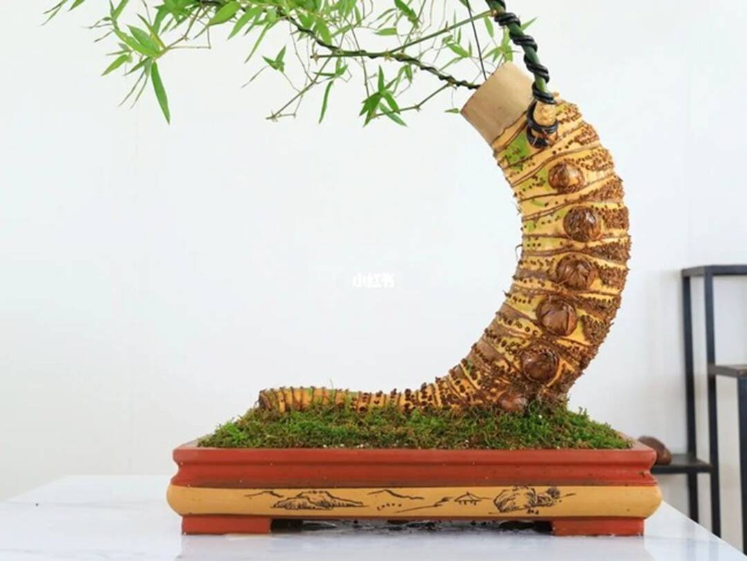 Gốc cây nhặt ngoài đường, mang về nâng đời thành cây cảnh nghệ thuật, vạn người mê-4