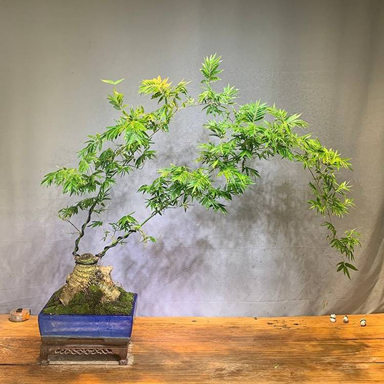 Gốc cây nhặt ngoài đường, mang về nâng đời thành cây cảnh nghệ thuật, vạn người mê-8