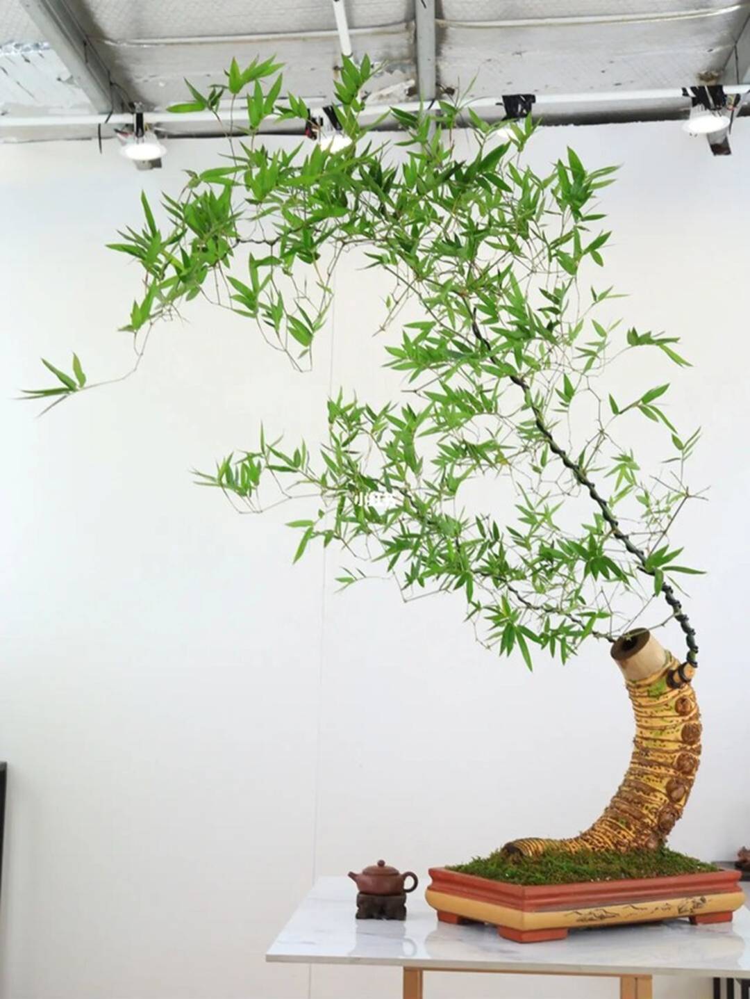 Gốc cây nhặt ngoài đường, mang về nâng đời thành cây cảnh nghệ thuật, vạn người mê-9