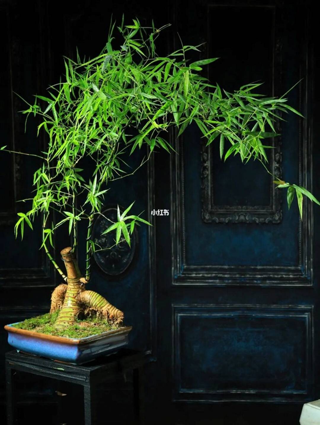 Gốc cây nhặt ngoài đường, mang về nâng đời thành cây cảnh nghệ thuật, vạn người mê-11