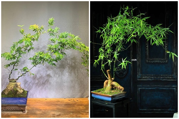 Trồng cây cảnh thác nước tím trong sân, đặt ghế ngồi xuống bạn sẽ không muốn xa rời-12