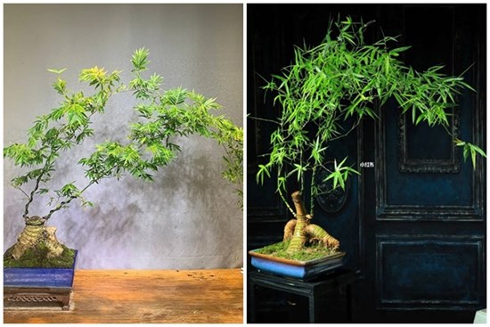 Gốc cây nhặt ngoài đường, mang về