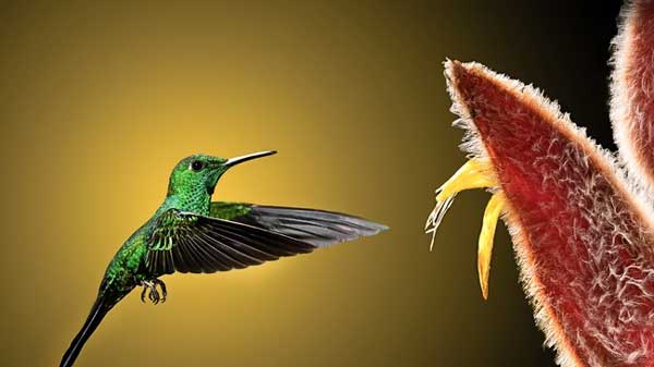 Năm 2024, ai sinh ngày Âm này được quý nhân lựa chọn, cuộc đời bao bọc bởi phước lành-3