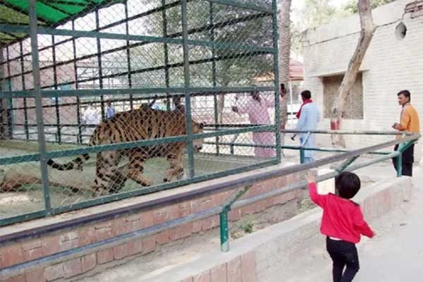 Nhảy vào chuồng thú dữ, du khách bị hổ ăn thịt-1