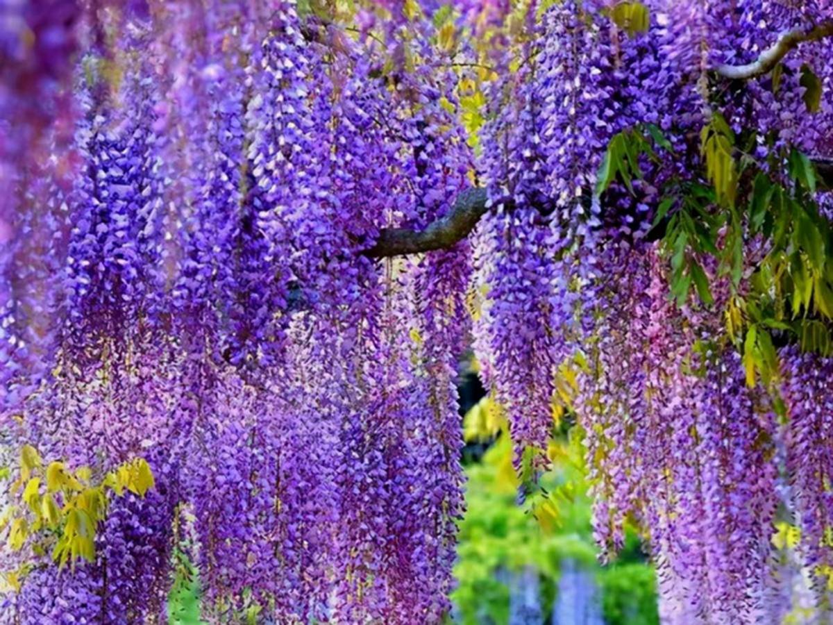 Trồng cây cảnh thác nước tím trong sân, đặt ghế ngồi xuống bạn sẽ không muốn xa rời-5