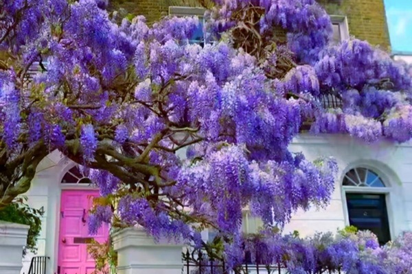 Người xưa nói: Trong nhà có 3 chiếc lá chiêu tài, hút lộc, gia đình thịnh vượng, no ấm-15