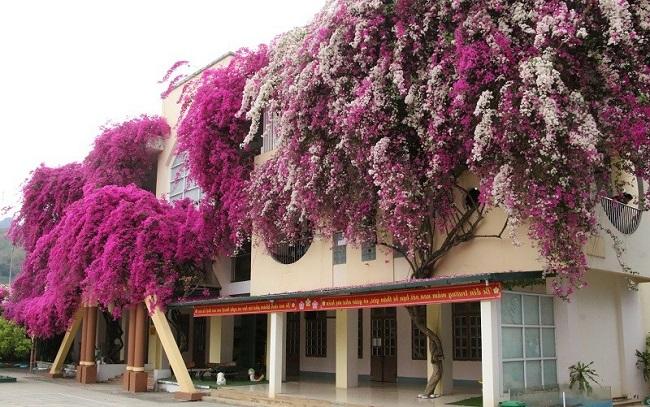 Trồng hoa giấy đừng mắc 4 sai lầm” này, cây trĩu hoa quanh năm-1