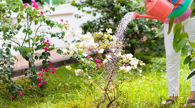 Trồng hoa giấy đừng mắc 4 sai lầm” này, cây trĩu hoa quanh năm-2