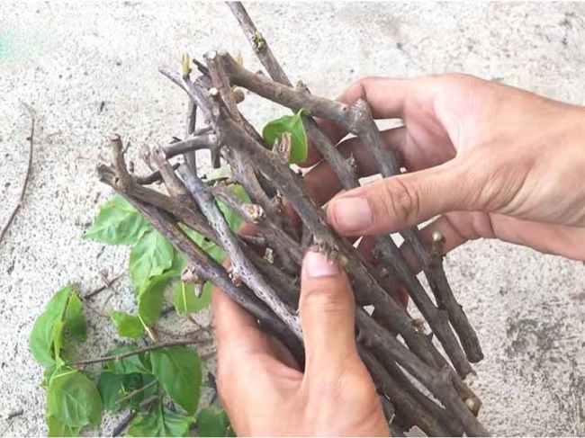 Trồng hoa giấy đừng mắc 4 sai lầm” này, cây trĩu hoa quanh năm-4