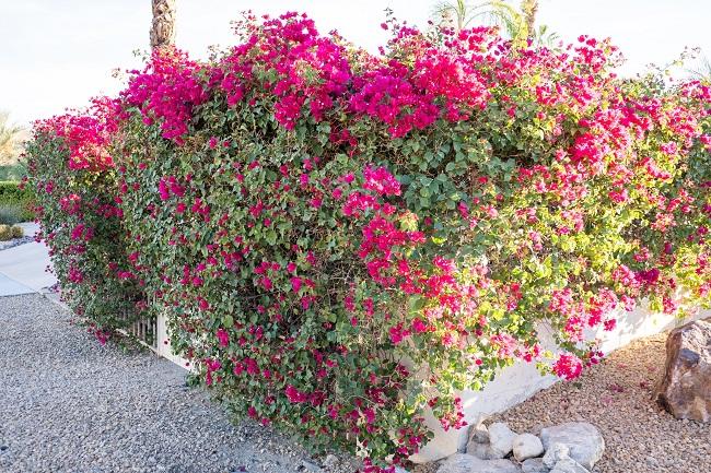 Trồng hoa giấy đừng mắc 4 sai lầm” này, cây trĩu hoa quanh năm-6