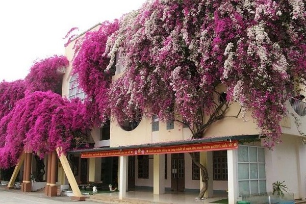 Sau 10 năm trồng hoa, tôi mới biết rắc thứ này vào chậu cả năm không bón phân cây vẫn xanh tốt, hoa nở rộ-4