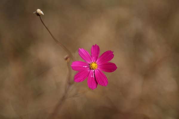Trong 2 ngày tới, 4 con giáp này gặp được nhiều phúc lành, giải quyết mọi việc bằng ý tưởng của riêng mình-5