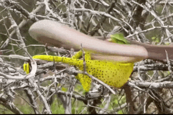 Gia đình hốt hoảng khi phát hiện rắn độc ẩn nấp dưới cây thông Noel-1