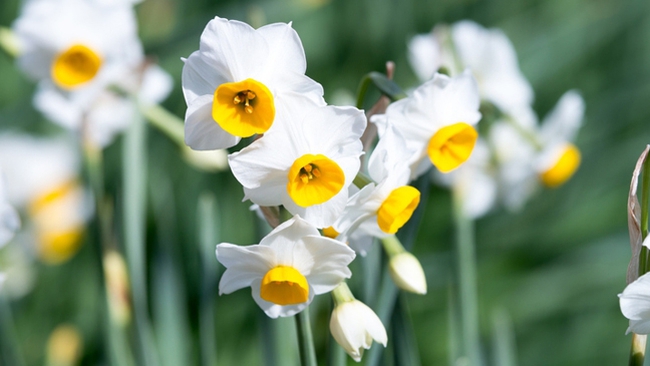 Cờ đã đến tay: 3 con giáp nhiệt tình lại trách nhiệm, cuối tháng 10 Âm lịch hưởng quả ngọt-1