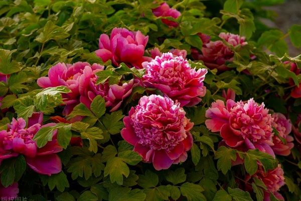 Người xưa nói: Trong nhà có 5 loại hoa, gia đình không giàu cũng vượng-1