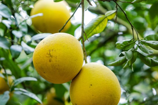 Mẹo hay giúp bảo quản bưởi Diễn trong 4 tháng