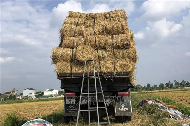 Thứ nông dân thường vứt đầy đồng không ngờ là mỏ vàng-1