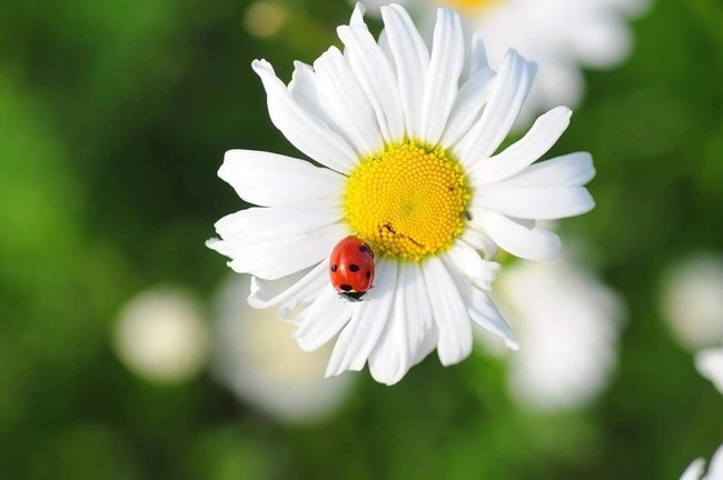 Tài lộc đến nhà: 3 con giáp sang năm 2024 thích hợp thay đổi công việc, kiếm tiền thuận lợi-1