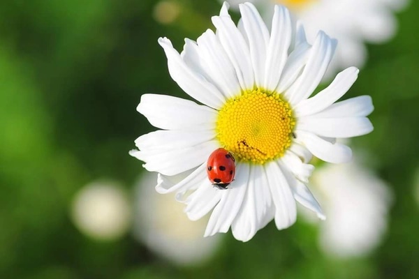 Tử vi ngày 11/12/2023: Tuổi Thìn cần giữ bình tĩnh, tuổi Tuất hãy tin bản thân-4