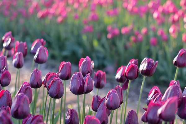 Cặp đôi con giáp này khi ở bên nhau không chỉ mang đến tài lộc mà tình duyên cũng viên mãn-3