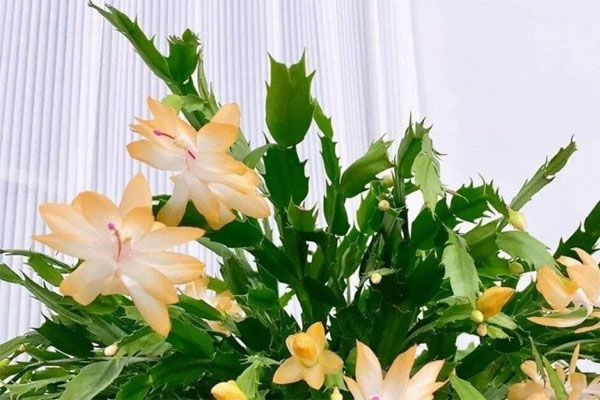 Sau 10 năm trồng hoa, tôi mới biết rắc thứ này vào chậu cả năm không bón phân cây vẫn xanh tốt, hoa nở rộ-3