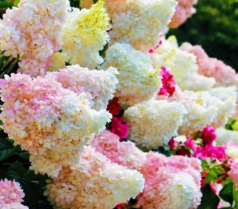 Loài hoa thịnh vượng” này nhìn như que kem khổng lồ, trồng trong vườn vừa thơ mộng vừa sang trọng-1