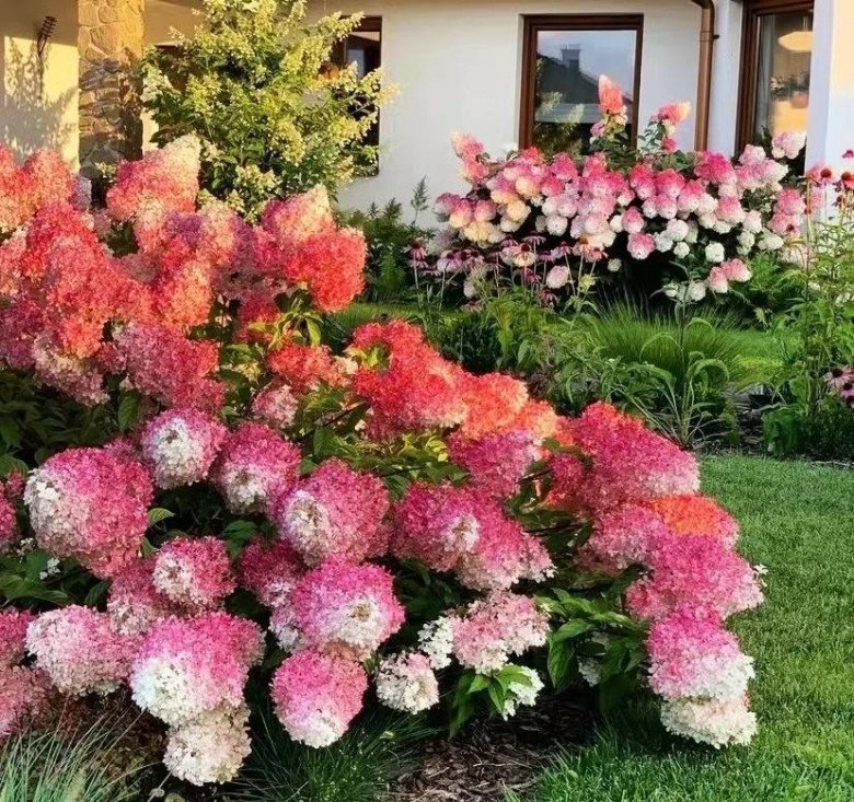 Loài hoa thịnh vượng” này nhìn như que kem khổng lồ, trồng trong vườn vừa thơ mộng vừa sang trọng-3