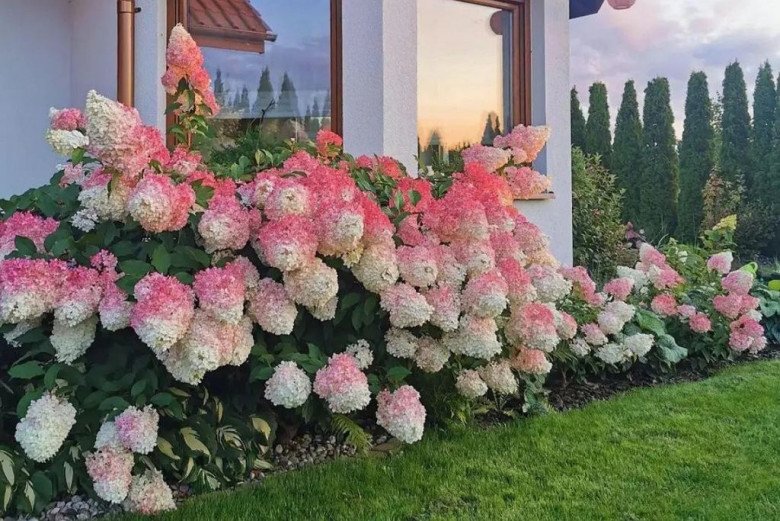 Loài hoa thịnh vượng” này nhìn như que kem khổng lồ, trồng trong vườn vừa thơ mộng vừa sang trọng-4