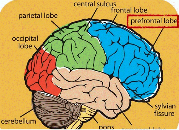 Dinh dưỡng” tốt nhất cho não của trẻ là tập thể dục, điều thứ hai chưa ai nghĩ tới-7