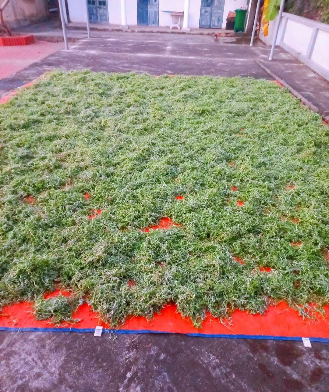 Loại rau mọc dại đầy ruộng, dân cắt đem bán kiếm bộn tiền-1