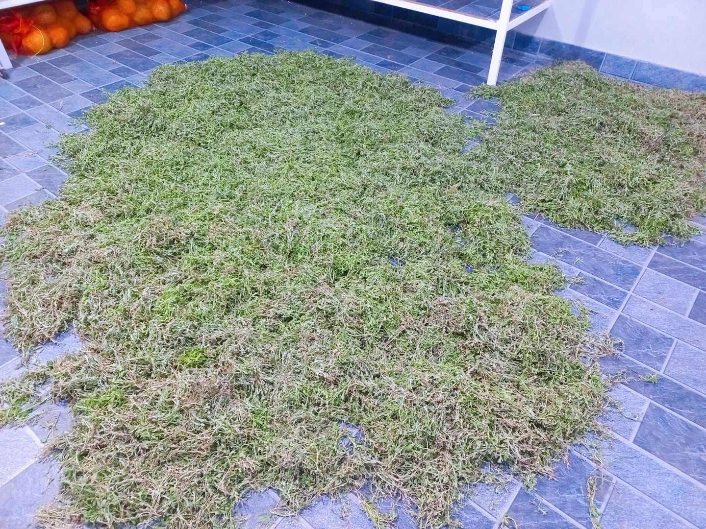 Loại rau mọc dại đầy ruộng, dân cắt đem bán kiếm bộn tiền-2