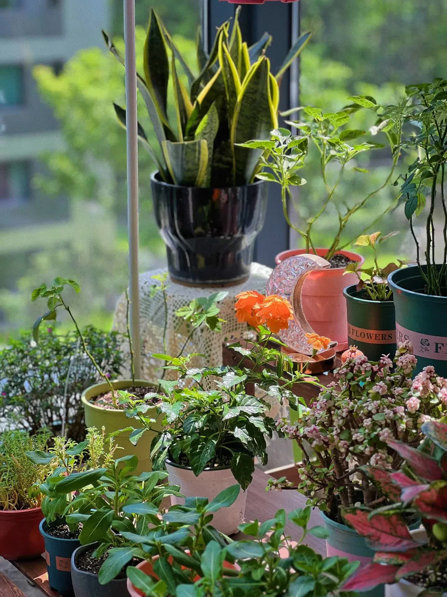 Quyết tâm không bỏ phí ban công dù nhỏ, cô giáo trẻ mát tay trồng được gần 100 chậu hoa khoe sắc-2