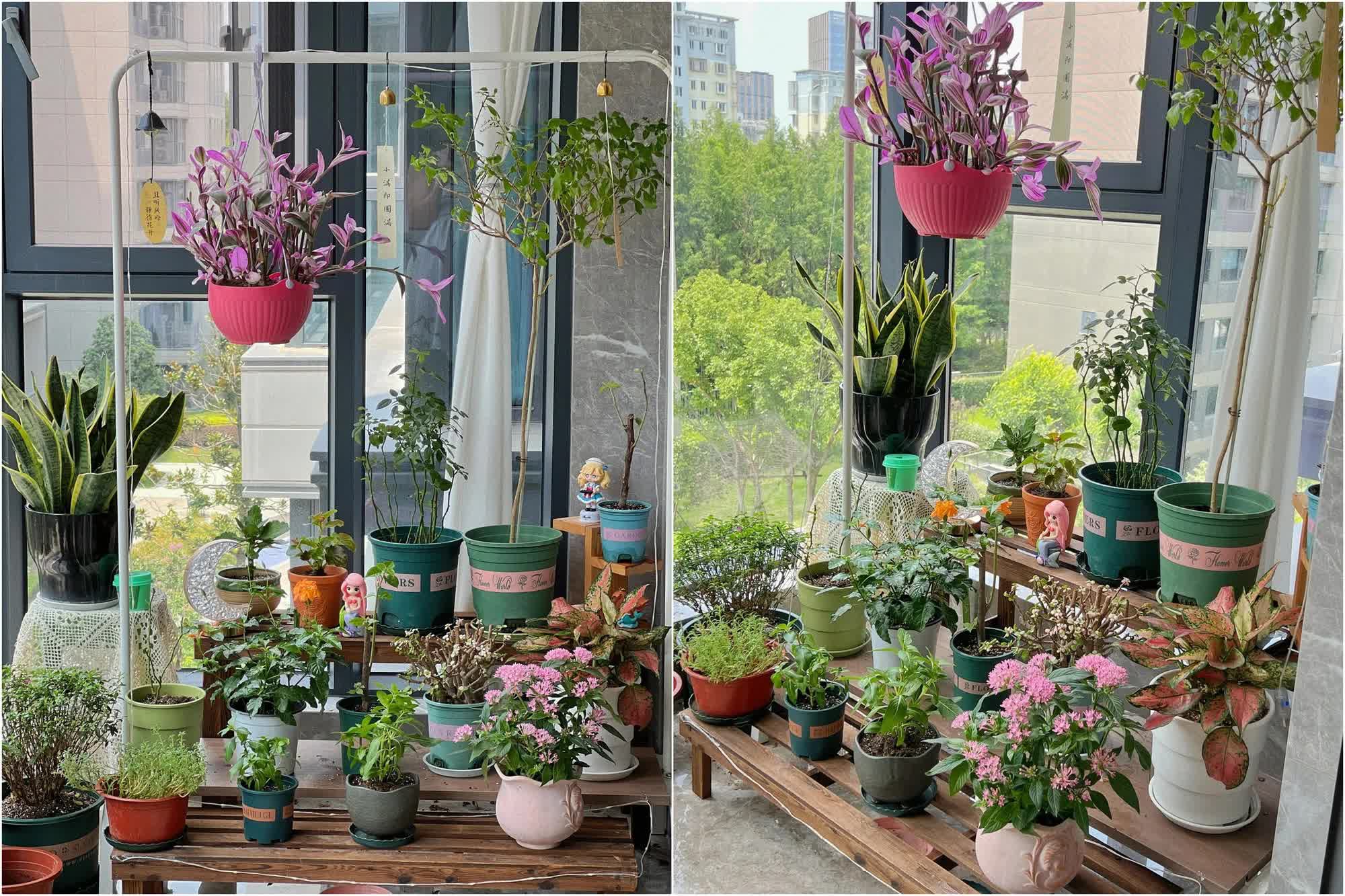 Quyết tâm không bỏ phí ban công dù nhỏ, cô giáo trẻ mát tay trồng được gần 100 chậu hoa khoe sắc-3