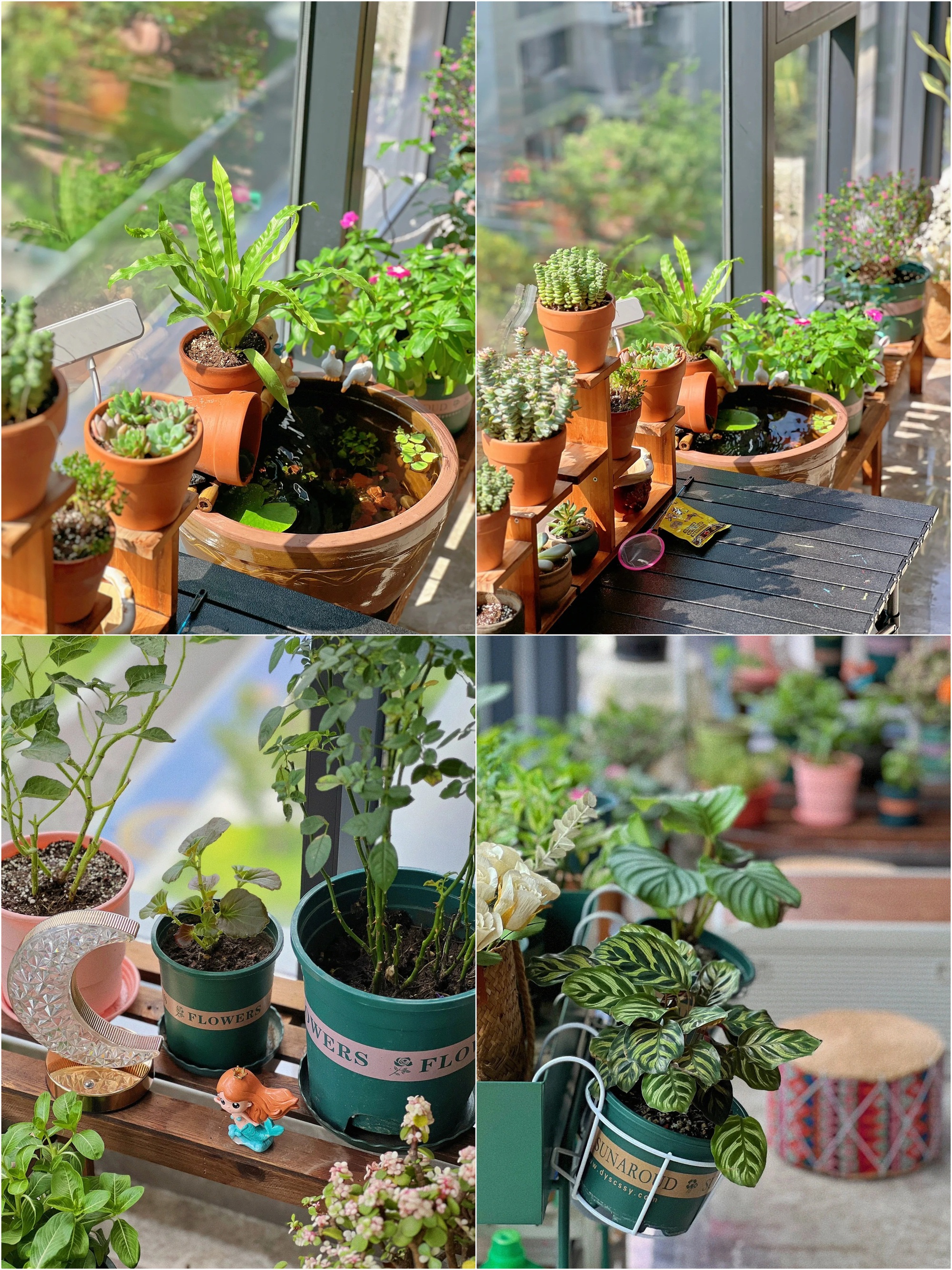 Quyết tâm không bỏ phí ban công dù nhỏ, cô giáo trẻ mát tay trồng được gần 100 chậu hoa khoe sắc-4