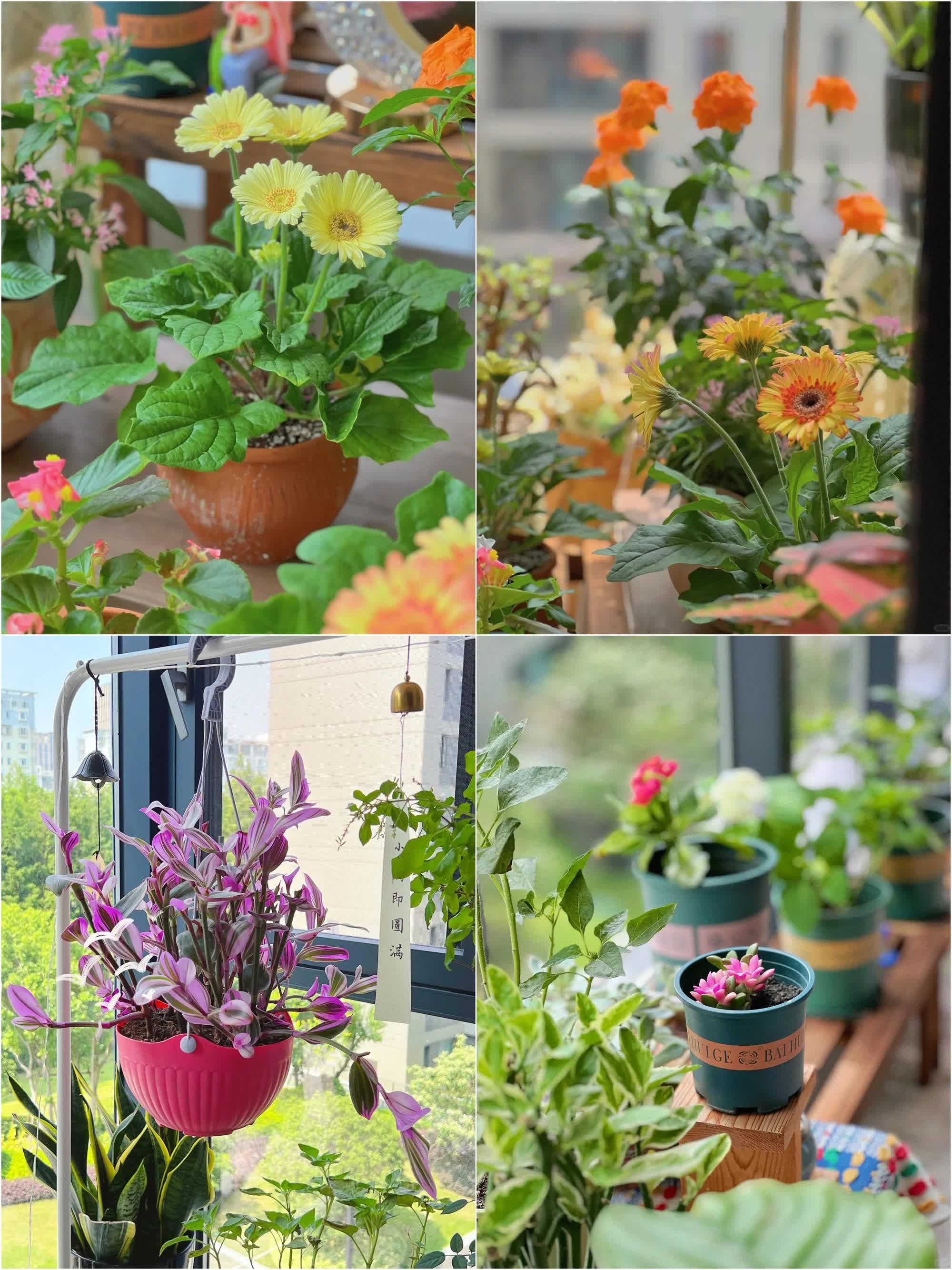 Quyết tâm không bỏ phí ban công dù nhỏ, cô giáo trẻ mát tay trồng được gần 100 chậu hoa khoe sắc-5