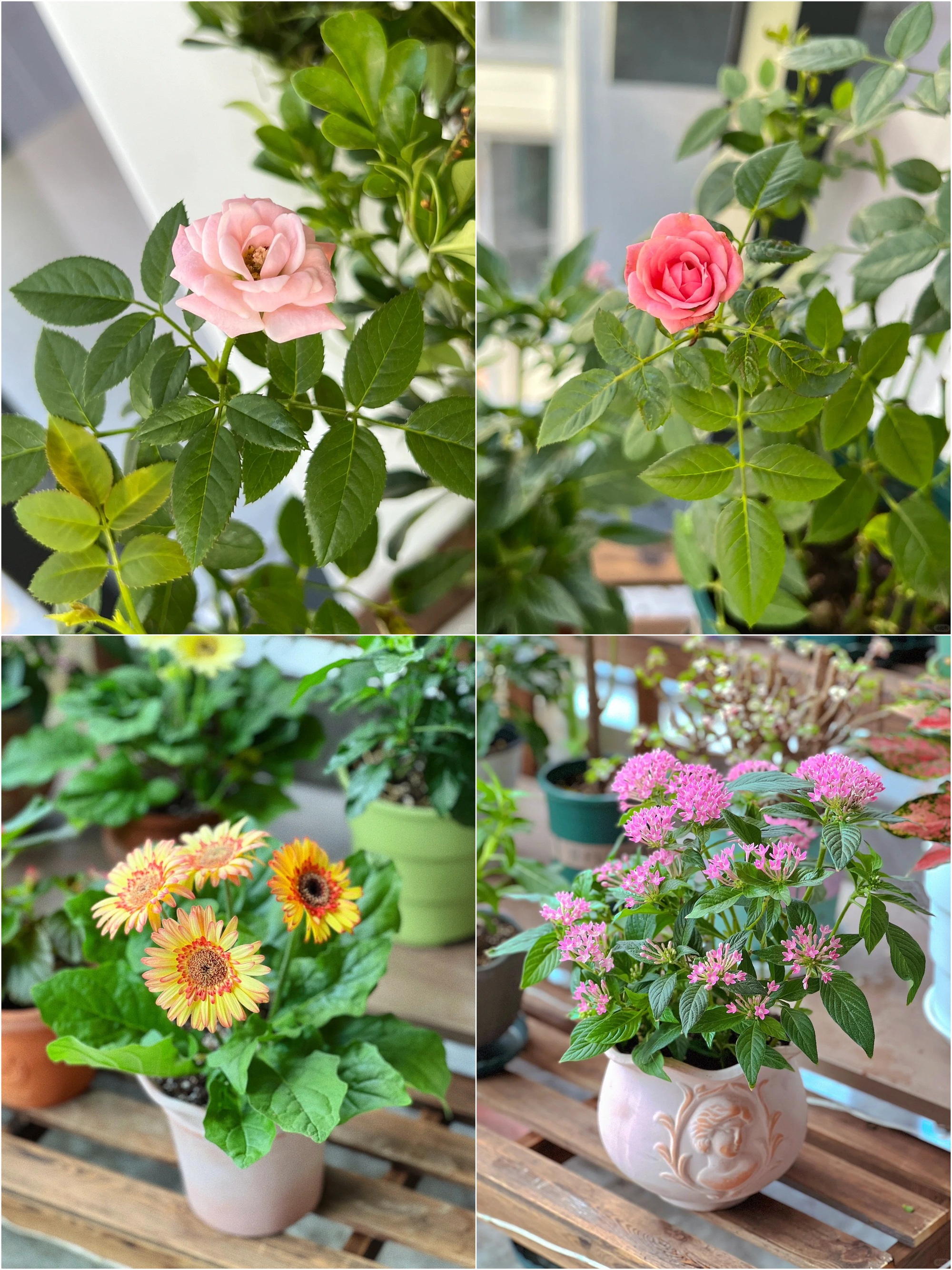 Quyết tâm không bỏ phí ban công dù nhỏ, cô giáo trẻ mát tay trồng được gần 100 chậu hoa khoe sắc-6