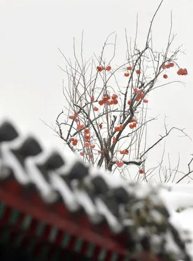 Trung Quốc: Tuyết đầu mùa bao phủ tạo nên cảnh tượng đẹp đến nao lòng tại Tử Cấm Thành-7