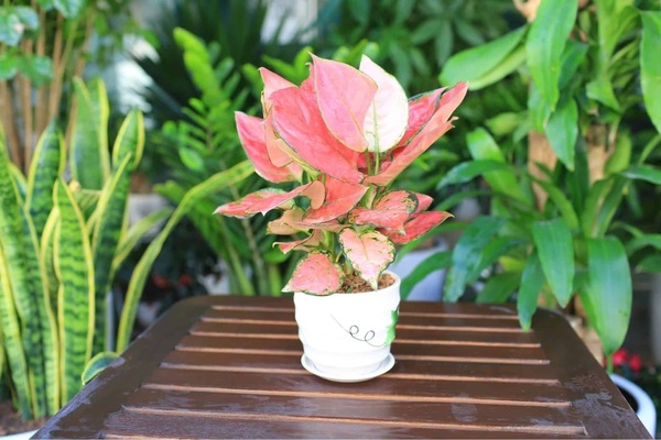 Nên trồng cây sung ở đâu?-3