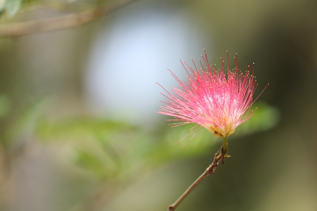 Tử vi ngày 13/12/2023: Tuổi Tý lấy lại uy quyền, tuổi Ngọ quý nhân giúp đỡ-1