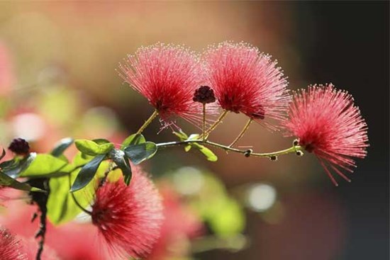 Tử vi ngày 13/12/2023: Tuổi Tý lấy lại uy quyền, tuổi Ngọ quý nhân giúp đỡ